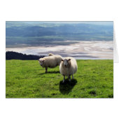 WELSH MOUNTAIN SHEEP KAART (Voorkant Horizontaal)