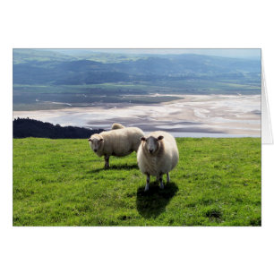 WELSH MOUNTAIN SHEEP KAART