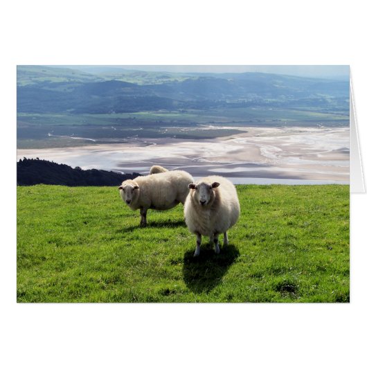WELSH MOUNTAIN SHEEP KAART (Voorkant Horizontaal)