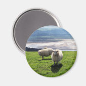 WELSH MOUNTAIN SHEEP MAGNEET (Voorkant / Achterkant)