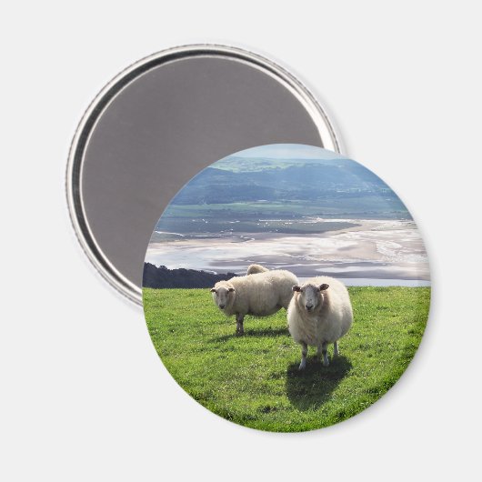 WELSH MOUNTAIN SHEEP MAGNEET (Voorkant / Achterkant)