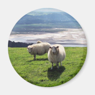 WELSH MOUNTAIN SHEEP MAGNEET