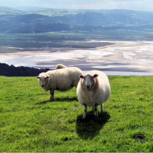 WELSH MOUNTAIN SHEEP MAGNEET