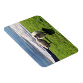 WELSH MOUNTAIN SHEEP MAGNEET (Rechterzijde)