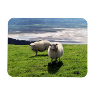 WELSH MOUNTAIN SHEEP MAGNEET