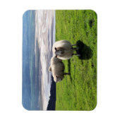 WELSH MOUNTAIN SHEEP MAGNEET (Verticaal)
