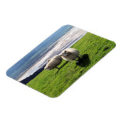 WELSH MOUNTAIN SHEEP MAGNEET (Linkerzijde)