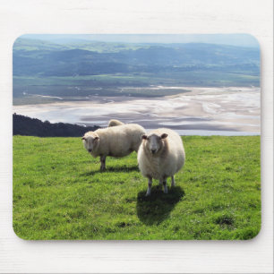 WELSH MOUNTAIN SHEEP MUISMAT