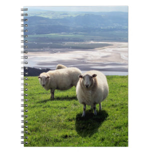 WELSH MOUNTAIN SHEEP NOTITIEBOEK