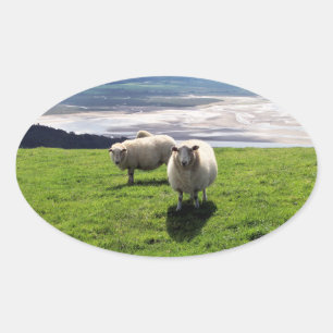 WELSH MOUNTAIN SHEEP OVALE STICKER