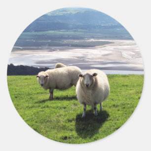 WELSH MOUNTAIN SHEEP RONDE STICKER