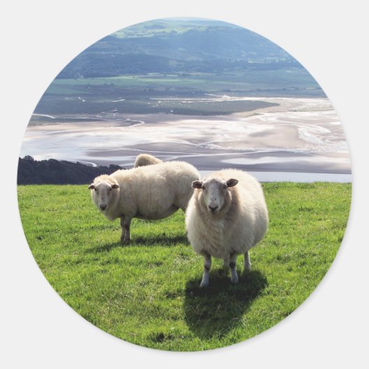 WELSH MOUNTAIN SHEEP RONDE STICKER (Voorkant)