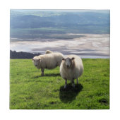 WELSH MOUNTAIN SHEEP TEGELTJE (Voorkant)