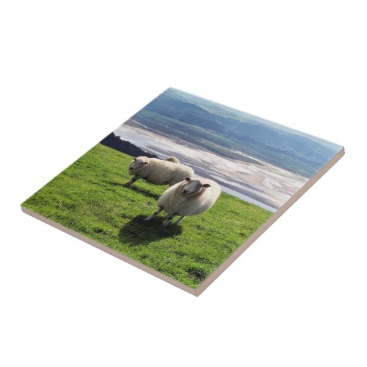 WELSH MOUNTAIN SHEEP TEGELTJE (Zijkant)