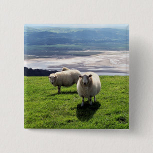 WELSH MOUNTAIN SHEEP VIERKANTE BUTTON 5,1 CM