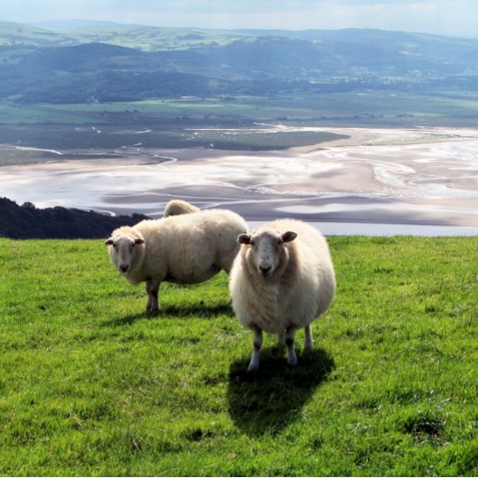 WELSH MOUNTAIN SHEEP VISITEKAARTJE