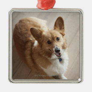 Welsh Pembroke corgi dog die op de houten vloer li Metalen Ornament
