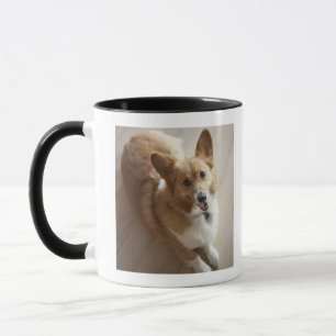 Welsh Pembroke corgi dog die op de houten vloer li Mok