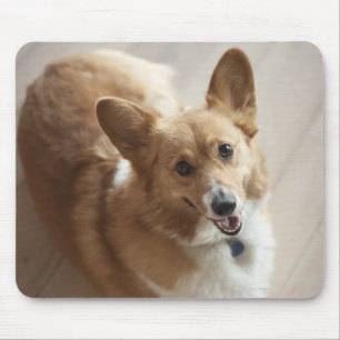 Welsh Pembroke corgi dog die op de houten vloer li Muismat