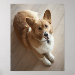 Welsh Pembroke corgi dog die op de houten vloer li Poster