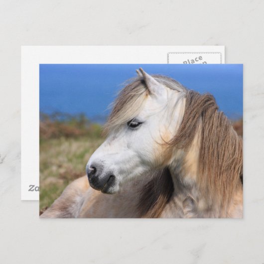 Welsh Pony Briefkaart (Voorkant / Achterkant)