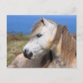 Welsh Pony Briefkaart (Voorkant)