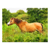 WELSH PONY FOTO AFDRUK (Voorkant)