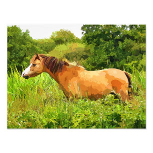 WELSH PONY FOTO AFDRUK