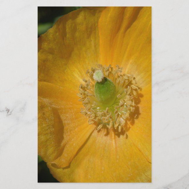 Welsh Poppy Macro (Voorkant)