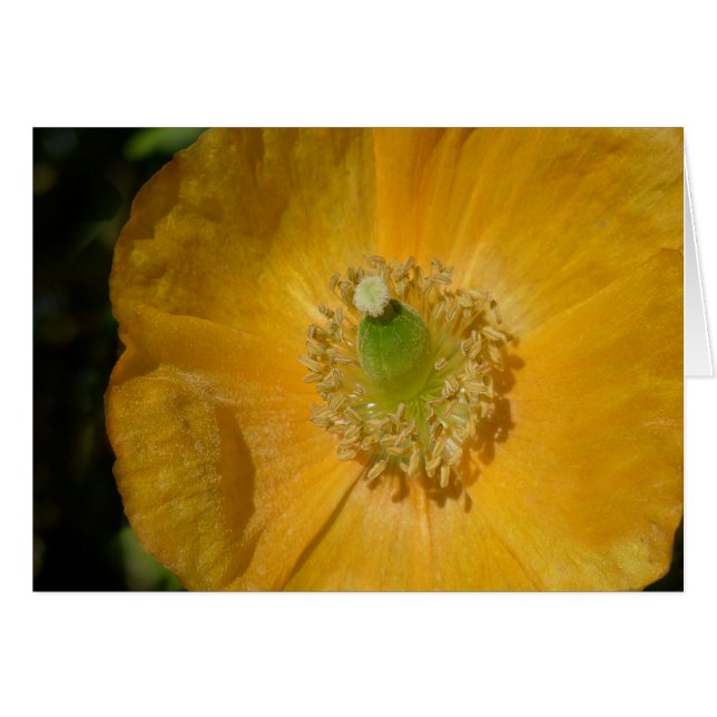 Welsh Poppy Macro (Voorkant Horizontaal)