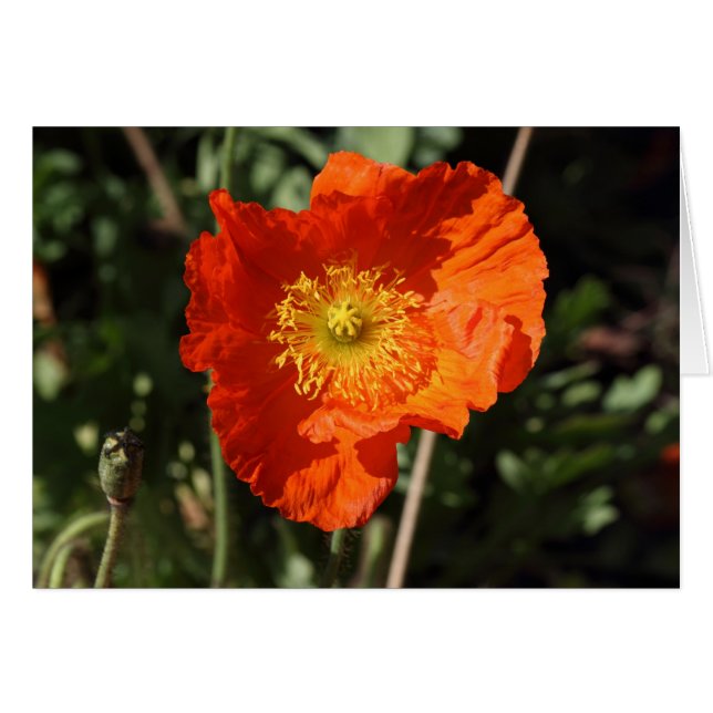 Welsh Poppy (Oranje) (Voorkant Horizontaal)