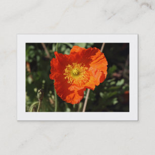 Welsh Poppy (Oranje) Borderon Visitekaartje