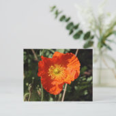 Welsh Poppy (Oranje) Briefkaart (Staand voorkant)