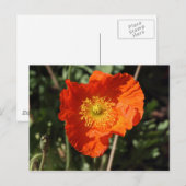 Welsh Poppy (Oranje) Briefkaart (Voorkant / Achterkant)