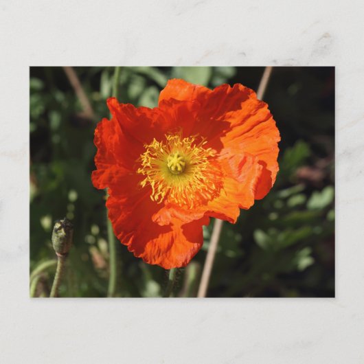 Welsh Poppy (Oranje) Briefkaart (Voorkant)
