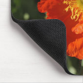 Welsh Poppy (Oranje) Muismat (Hoek)