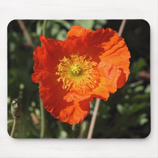 Welsh Poppy (Oranje) Muismat (Voorkant)