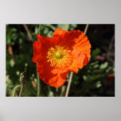 Welsh Poppy (Oranje) Poster (Voorkant)