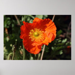 Welsh Poppy (Oranje) Poster