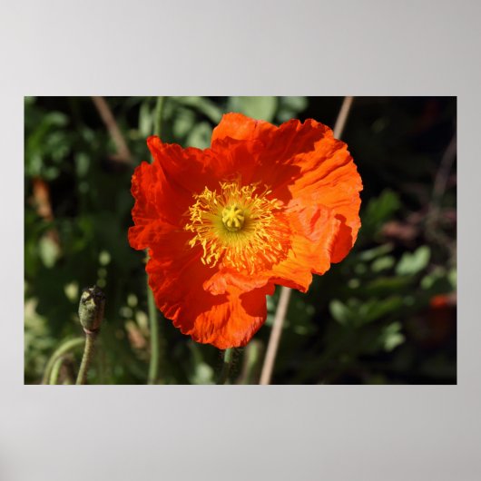 Welsh Poppy (Oranje) Poster (Voorkant)