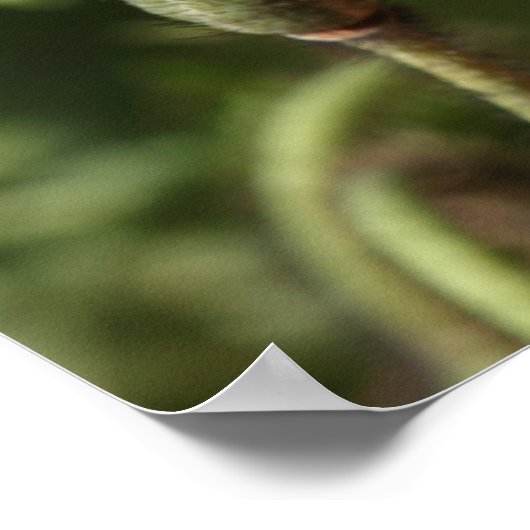 Welsh Poppy (Oranje) Poster (Hoek)