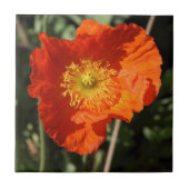 Welsh Poppy (Oranje) Tegeltje (Voorkant)