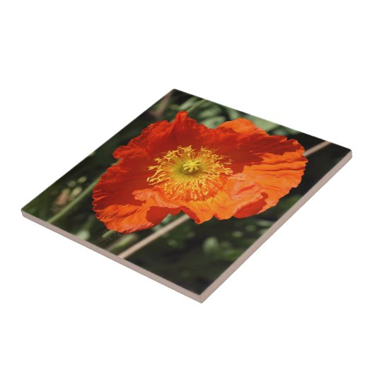 Welsh Poppy (Oranje) Tegeltje (Zijkant)