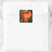 Welsh Poppy (Oranje) Vierkante Sticker (Tas)