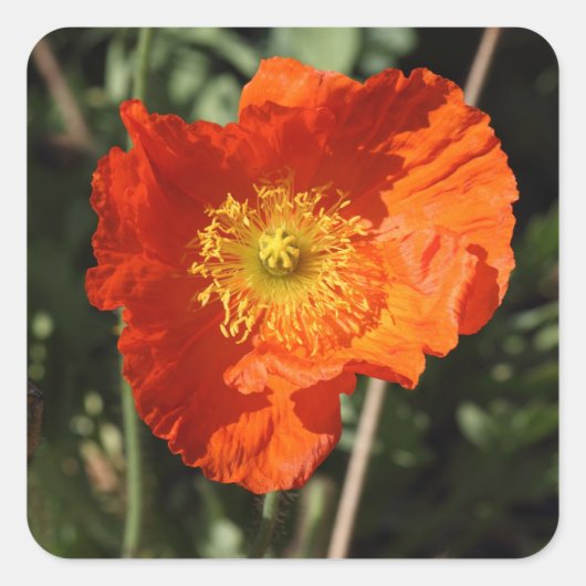 Welsh Poppy (Oranje) Vierkante Sticker (Voorkant)