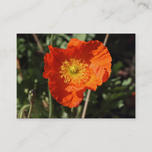Welsh Poppy (Oranje) Visitekaartje