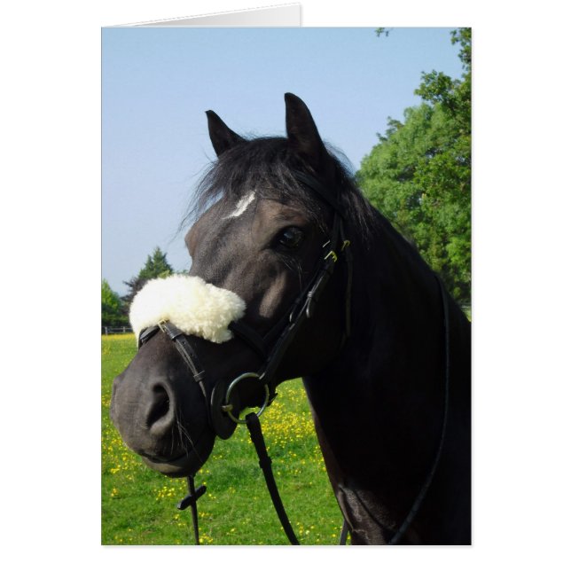 Welsh Sectie D (Voorkant)