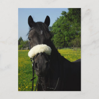 Welsh Sectie D Briefkaart