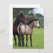 Welsh Section D Mare and Foal Standing Briefkaart (Voorkant / Achterkant)