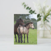 Welsh Section D Mare and Foal Standing Briefkaart (Staand voorkant)